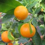 Calamondin - Citrus mitis ou madurensis - Agrume  
