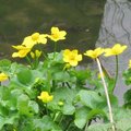 Caltha palustris - Souci d'eau