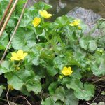 Caltha palustris - Souci d'eau