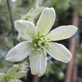 Clématite 'Pixie' - Clematis