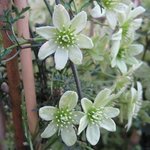 Clématite 'Pixie' - Clematis