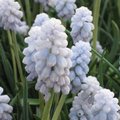 Muscari 'Baby's Breath'