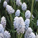 Muscari 'Baby's Breath'