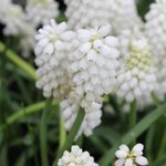 Muscari 'White Magic'