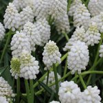 Muscari 'White Magic'