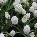 Muscari 'White Magic'