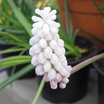 Muscari 'White Magic'