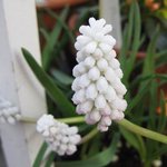 Muscari 'White Magic'