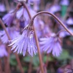 Soldanella montana - Soldanelle des montagnes