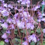 Soldanella montana - Soldanelle des montagnes