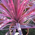 Cordyline australis 'Southern Splendour'