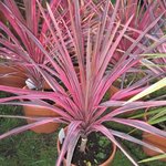 Cordyline australis 'Southern Splendour'