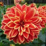 Dahlia