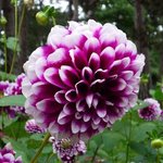 Dahlia