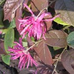 Loropetalum chinense 'Rubrum'