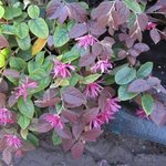 Loropetalum chinense 'Rubrum'