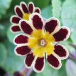 Primula 'Gold Laced' - Primevère