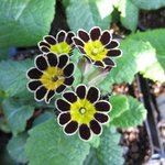 Primula 'Gold Laced' - Primevère