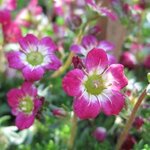 Saxifrage 'Pixie Rose' - Saxifraga