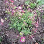 Saxifrage 'Pixie Rose' - Saxifraga