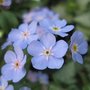 Myosotis