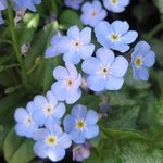 Myosotis