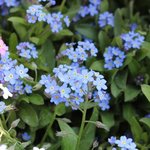 Myosotis