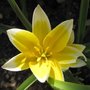 Tulipe botanique 'Tarda' - Tulipa