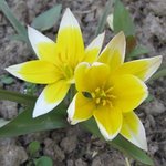 Tulipe botanique 'Tarda' - Tulipa