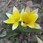 Tulipe botanique 'Tarda' - Tulipa