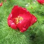 Pivoine tenuifolia - Paeonia