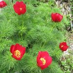 Pivoine tenuifolia - Paeonia