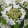 Viburnum plicatum - Viorne