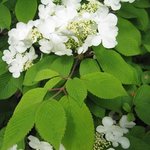 Viburnum plicatum - Viorne