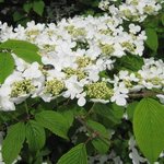 Viburnum plicatum - Viorne