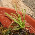 Drosera capensis 'Albinos' - Plante carnivore