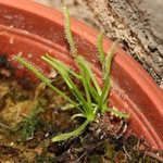 Drosera capensis 'Albinos' - Plante carnivore