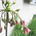 Allium nectaroscordum siculum - Ail de Bulgarie