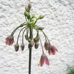 Allium nectaroscordum siculum - Ail de Bulgarie