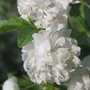Prunus glandulosa 'Alba Plena' - Cerisier
