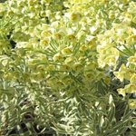 Euphorbe characias 'Tasmanian Tiger' - Euphorbia