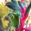 Anigozanthos - Plante kangourou