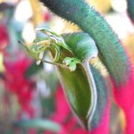 Anigozanthos - Plante kangourou