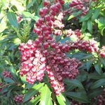 Pieris japonica 'Passion' - Andromède