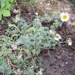 Camomille marocaine - Anacyclus pyrethrum depressus