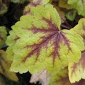 Heucherella 'Stoplight'