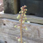 Heucherella 'Stoplight'