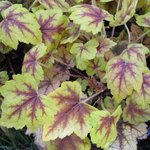 Heucherella 'Stoplight'