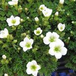 Saxifrage arendsii - Saxifraga arendsii