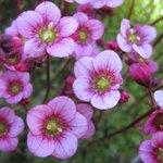 Saxifrage arendsii - Saxifraga arendsii